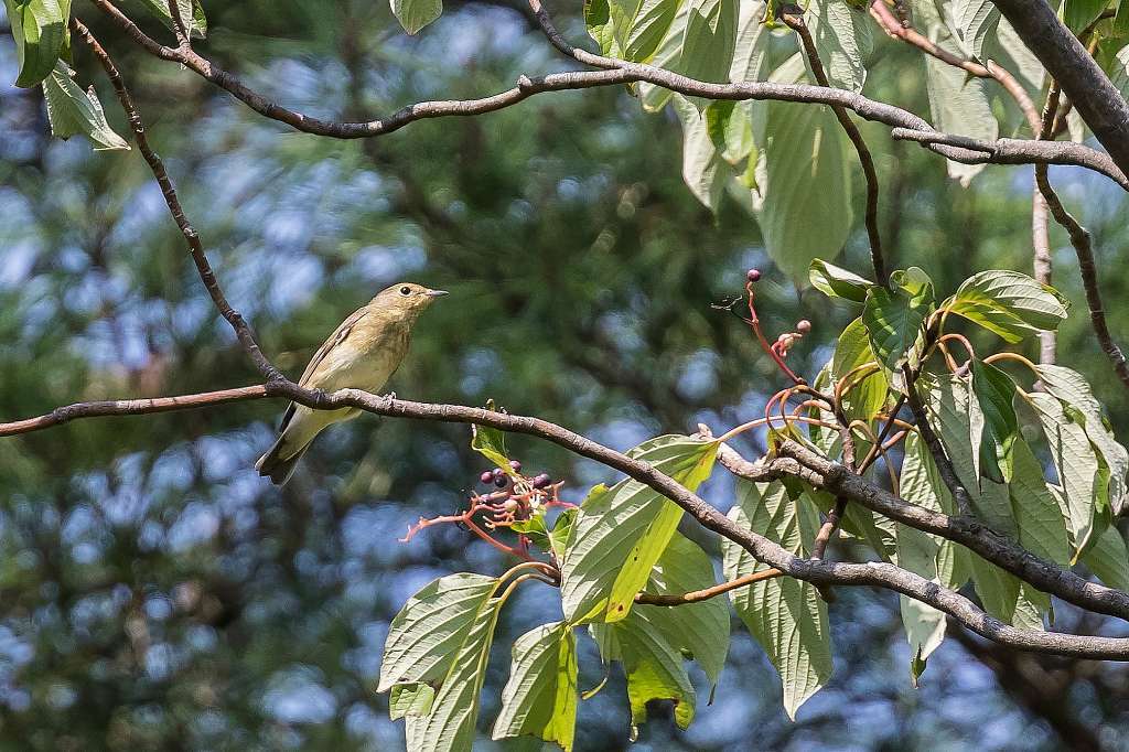 頭に赤い毛があったコゲラ あだっちゃんの花鳥風月 頭に赤い毛があったコゲラ あだっちゃんの花鳥風月