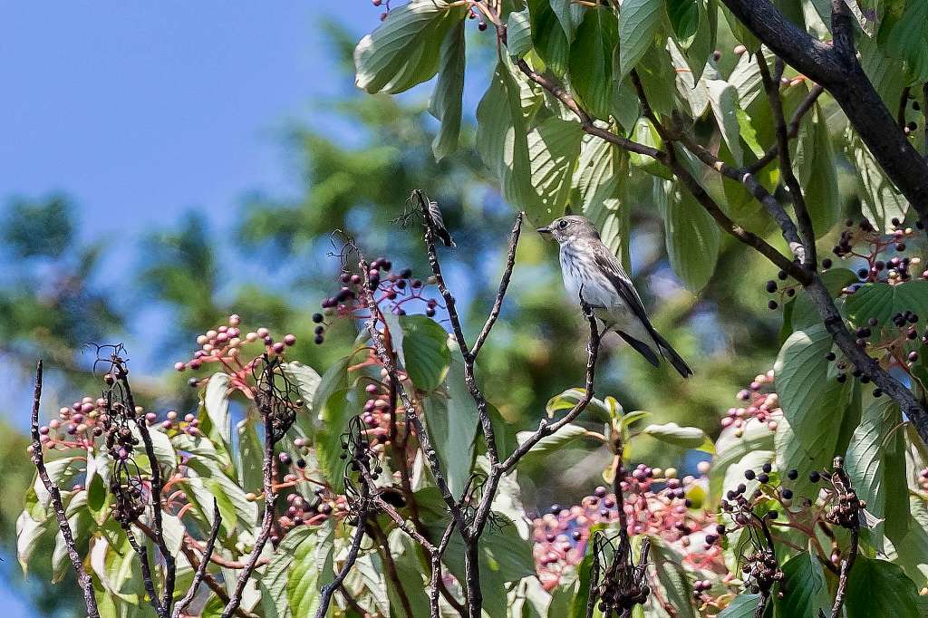 頭に赤い毛があったコゲラ あだっちゃんの花鳥風月 頭に赤い毛があったコゲラ あだっちゃんの花鳥風月