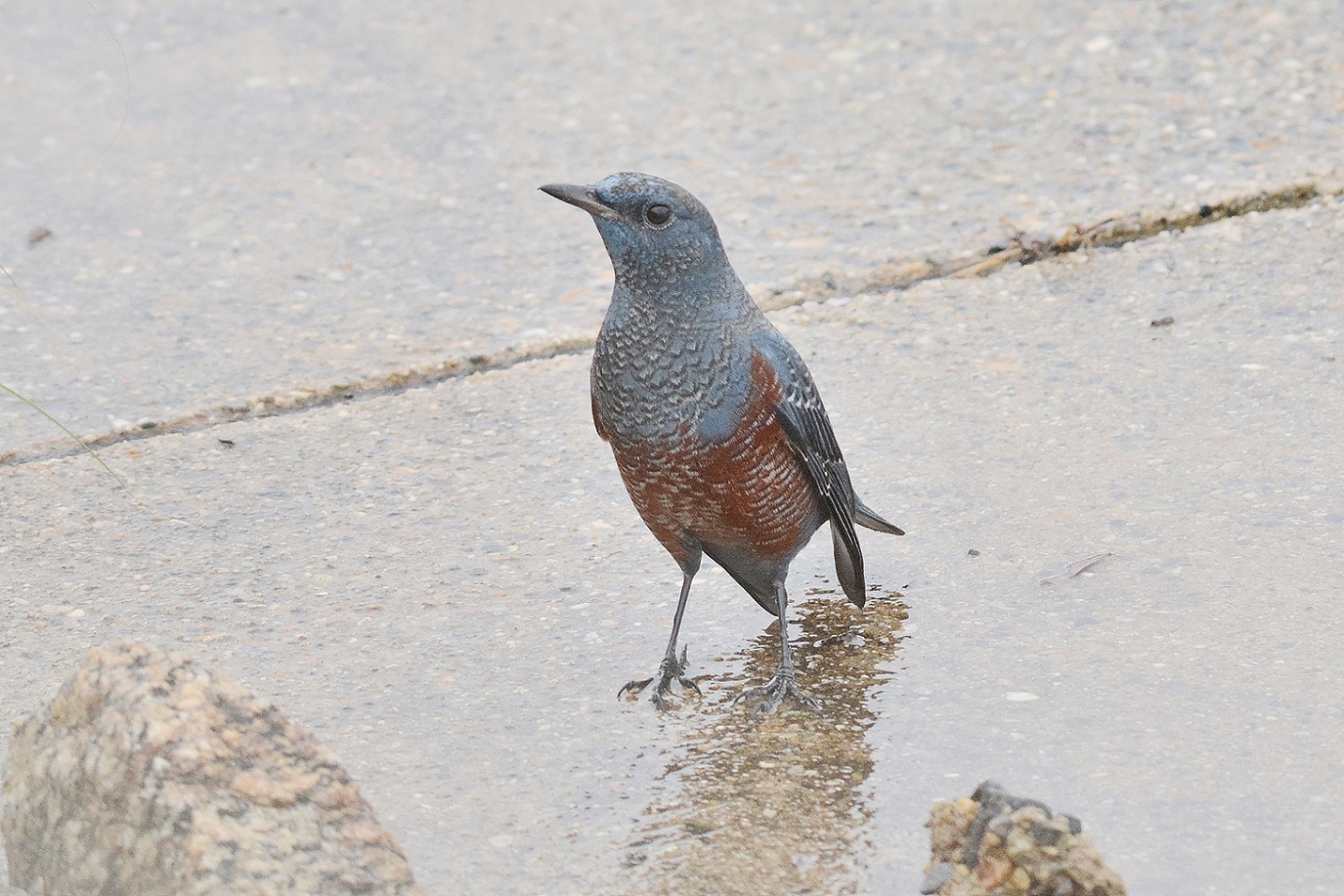 イソの付く野鳥_c0383758_17512150.jpg