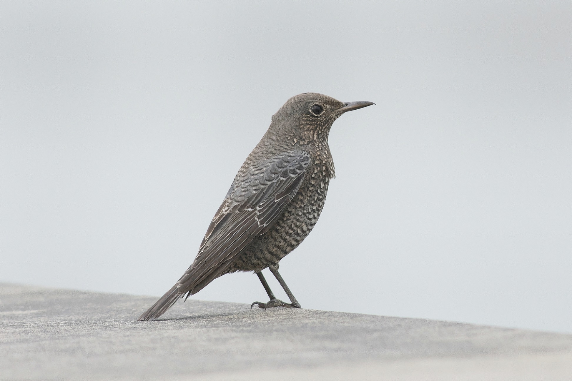 イソの付く野鳥_c0383758_17513084.jpg