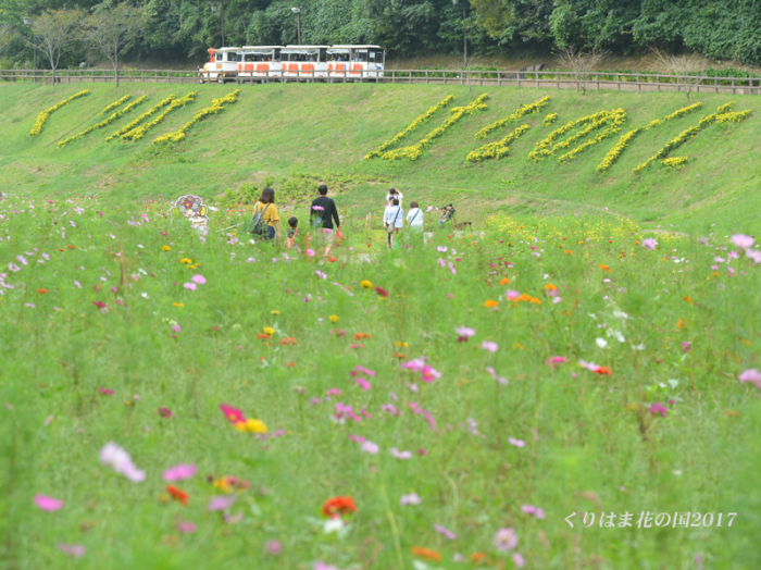 色でかわる花言葉 (４)_d0251161_10120750.jpg