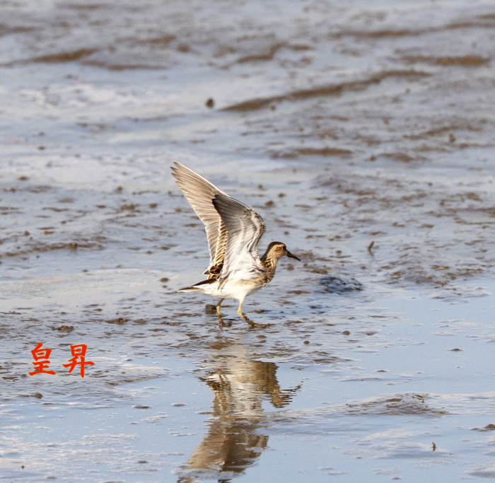 海は広いな大きいな、バカだねここのフィールドは沼だぜ、海にはこんなに人がいるか、バカだね。_d0370867_07143626.jpg