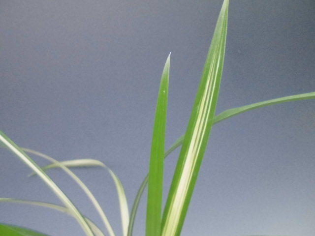 f0318967_23012025.jpg