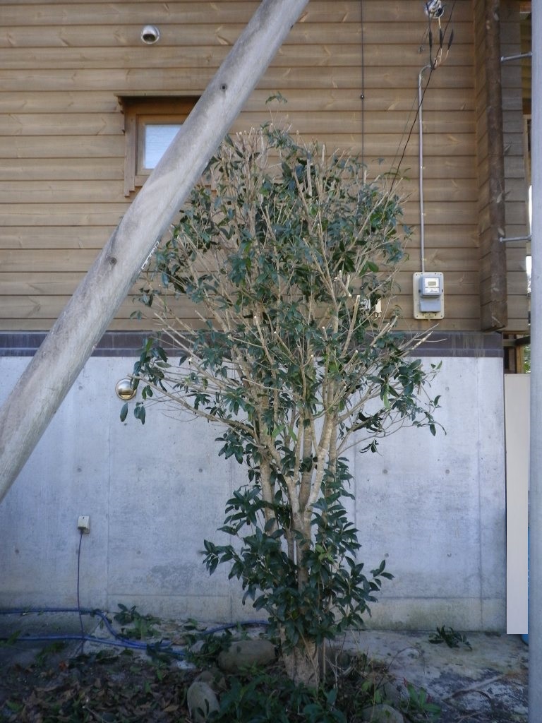 庭木の剪定 金木犀 緩やかな時間 庭木の剪定 金木犀 緩やかな時間