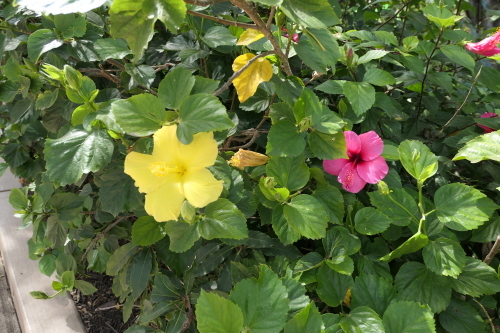 d0193569_06261254.jpg