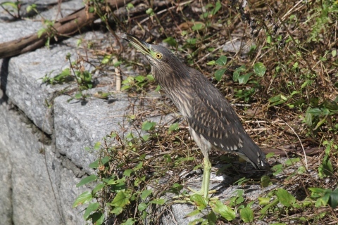 ★先週末の鳥類園(2017.10.7~9)_e0046474_14215425.jpg