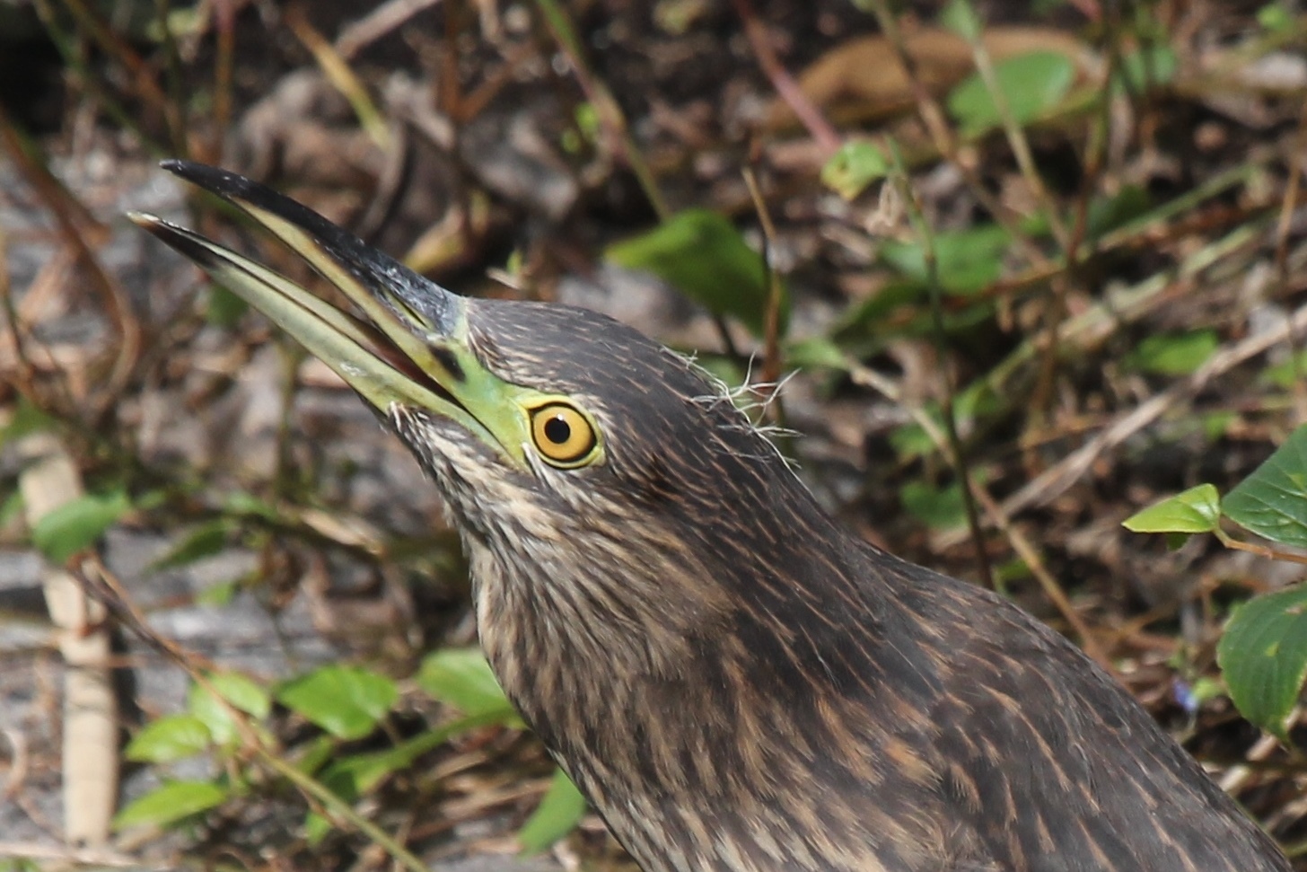 ★先週末の鳥類園(2017.10.7~9)_e0046474_14380429.jpg