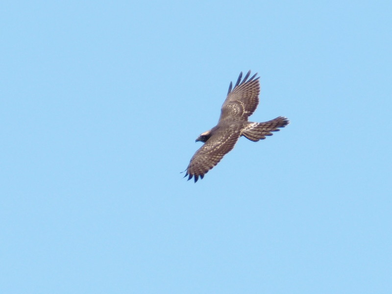 サシバが飛ぶ飛ぶ白樺峠_f0372177_12274947.jpg