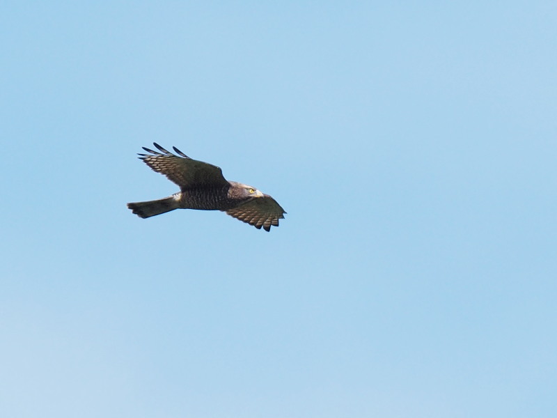 サシバが飛ぶ飛ぶ白樺峠_f0372177_12275604.jpg