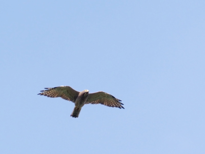 f0372177_17060881.jpg