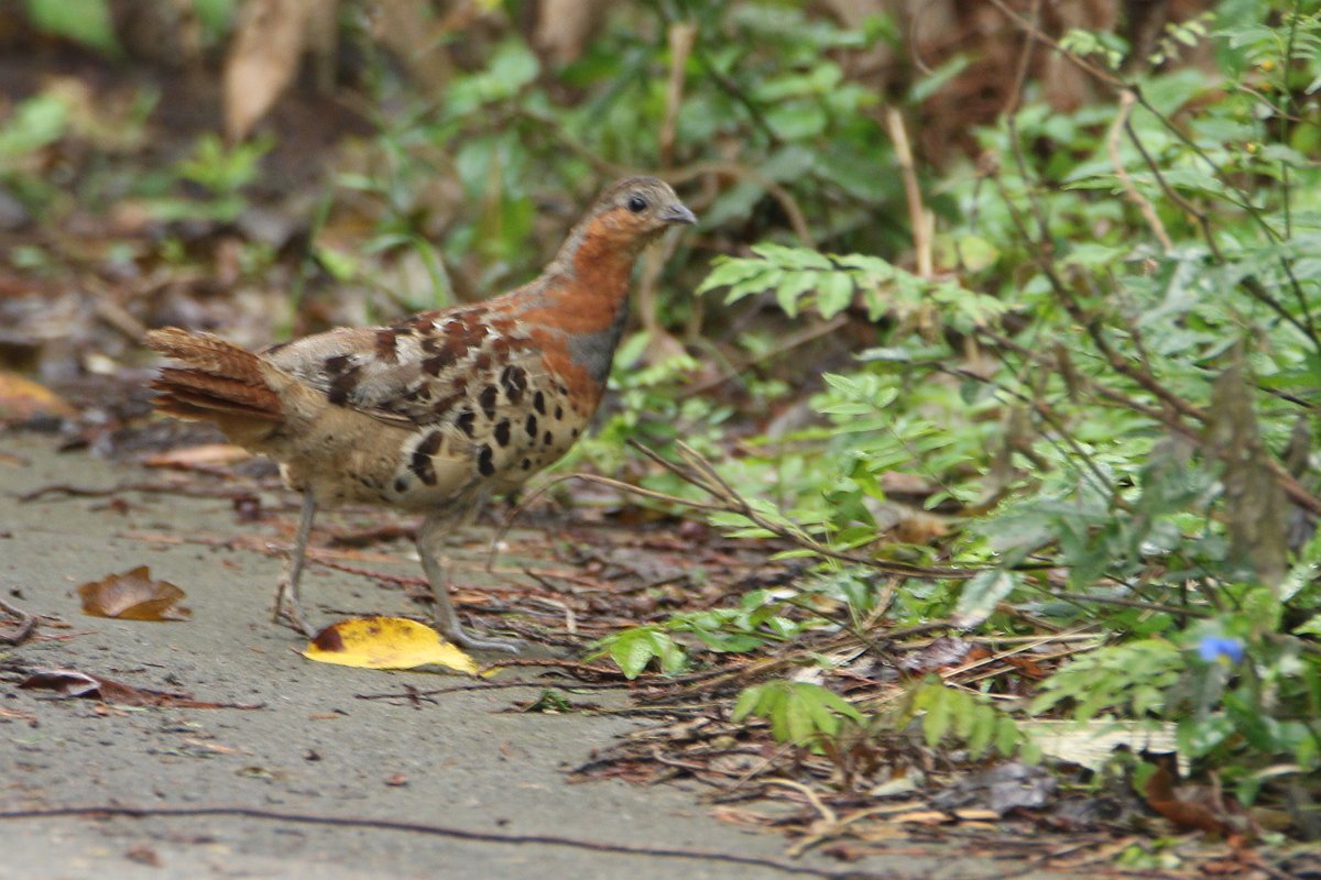 コジュケイ 野鳥撮小屋 コジュケイ 野鳥撮小屋
