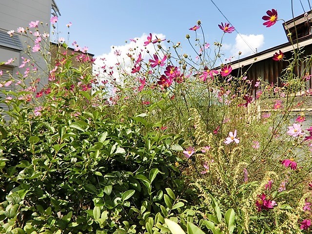 d0181492_14425999.jpg