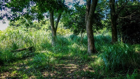 e0176993_07233817.jpg