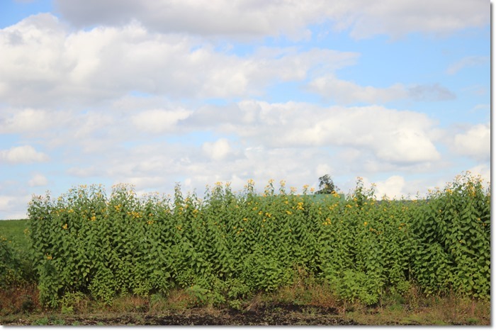 f0146493_21510329.jpg