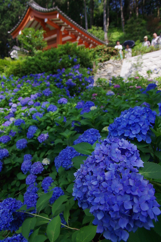 三室戸寺　紫陽花_c0382798_17430110.jpg