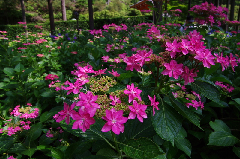 三室戸寺　紫陽花_c0382798_17443138.jpg