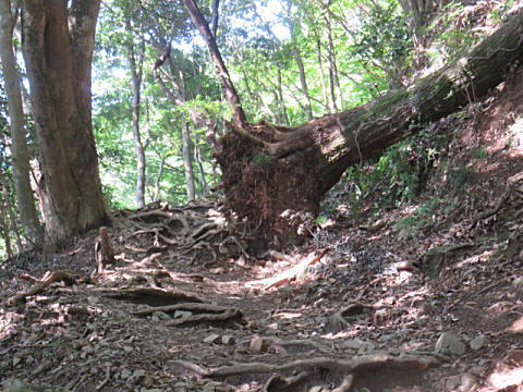 53回目の高尾山登山です~♪_d0046702_07130063.jpg