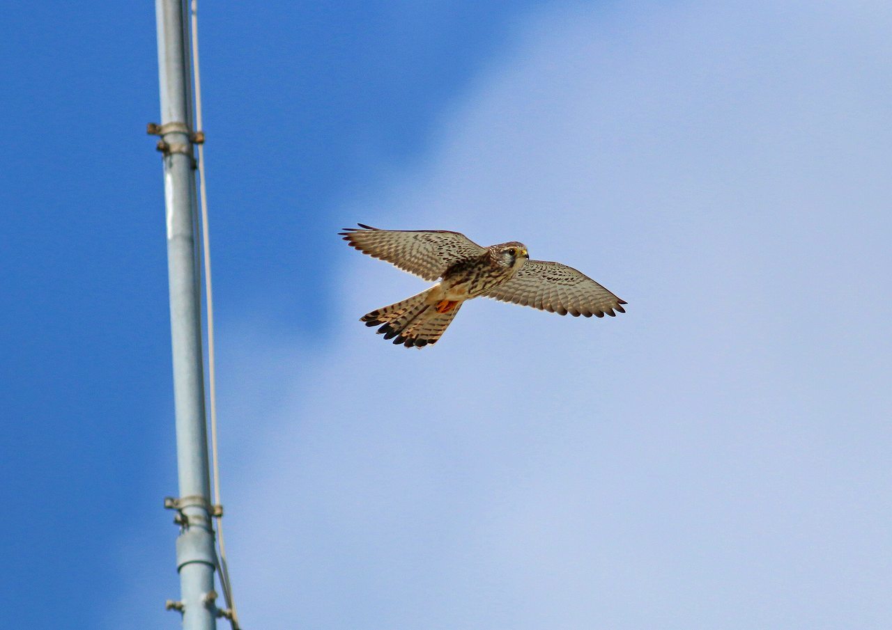 空中で停止 ホバーリング する鳥 なんでもブログ 空中で停止 ホバーリング する鳥 なんでもブログ