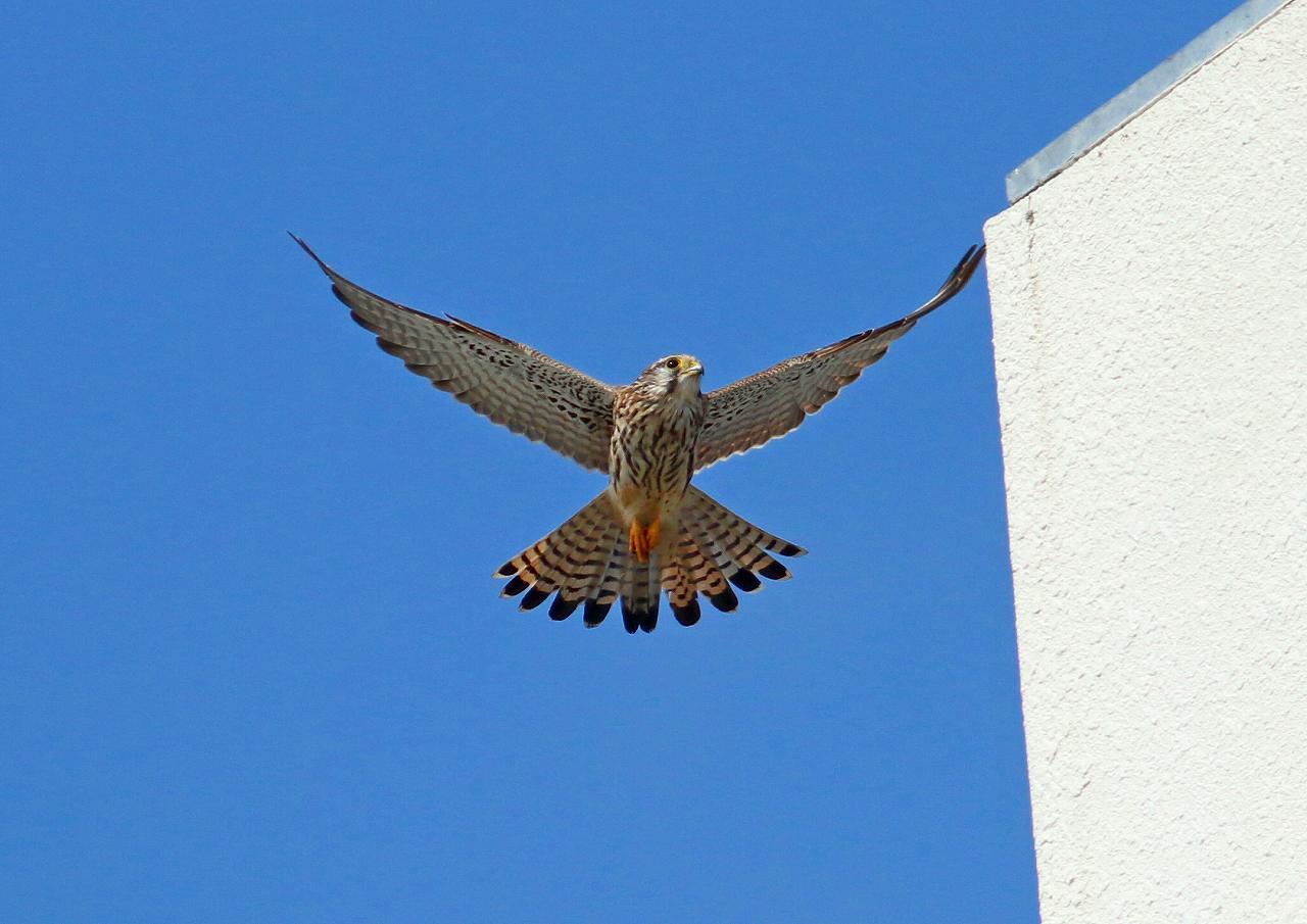 空中で停止 ホバーリング する鳥 なんでもブログ 空中で停止 ホバーリング する鳥 なんでもブログ