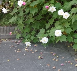 c0386412_15261990.jpg