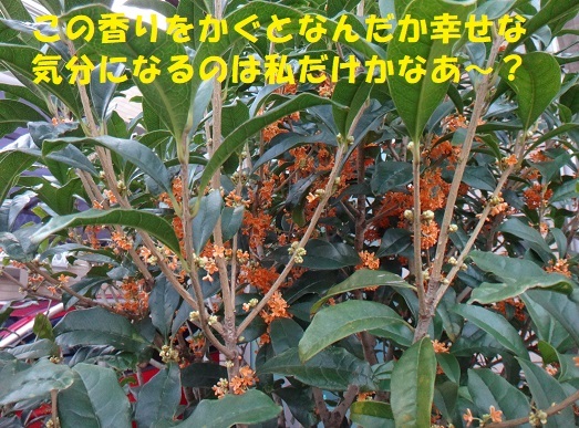 f0121712_07532863.jpg