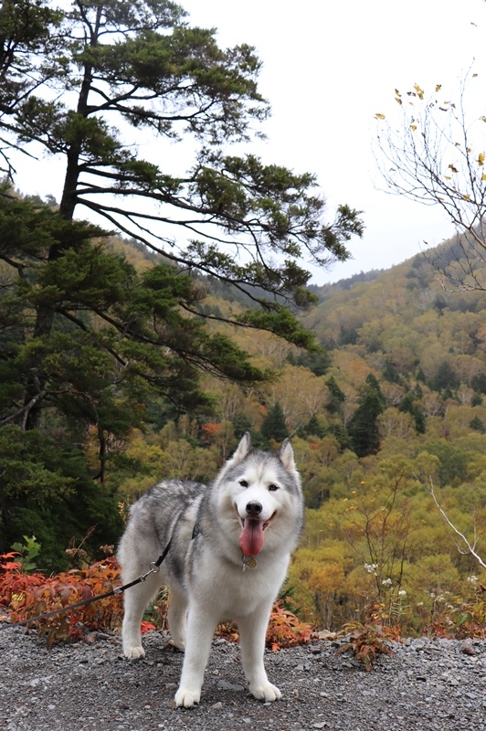 2017年の紅葉初めも志賀高原へ_b0207615_23065213.jpg