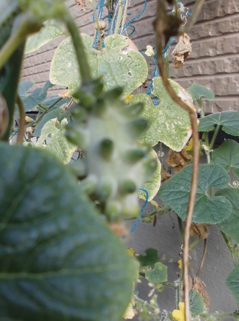 b0181818_09435829.jpg
