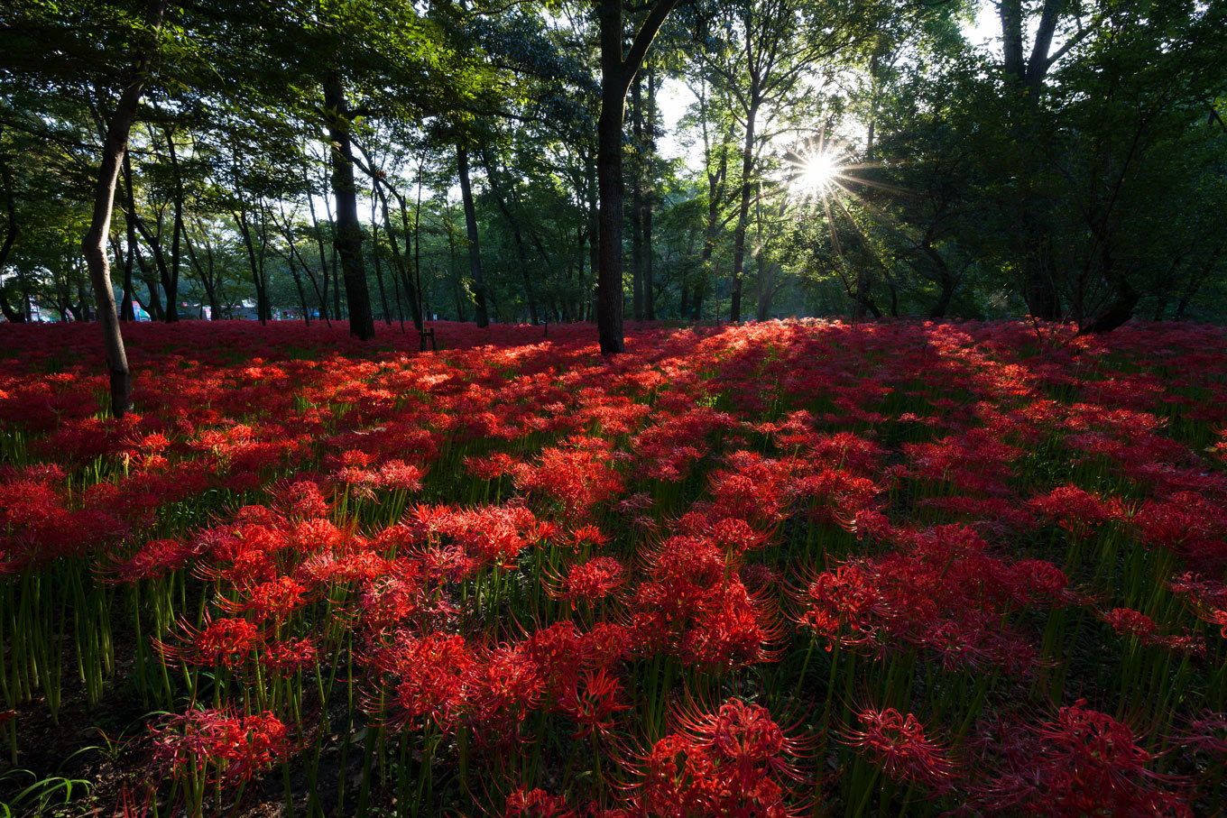 真紅の曼殊沙華_c0369219_22025056.jpg