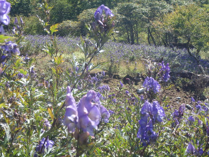 f0193521_1001321.jpg