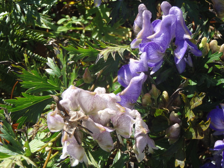 f0193521_9485045.jpg