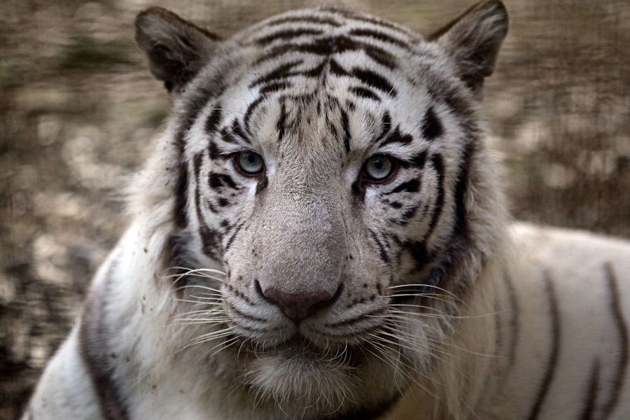 ホワイトタイガーっ子 エール 動物園放浪記 ホワイトタイガーっ子 エール 動物園放浪記
