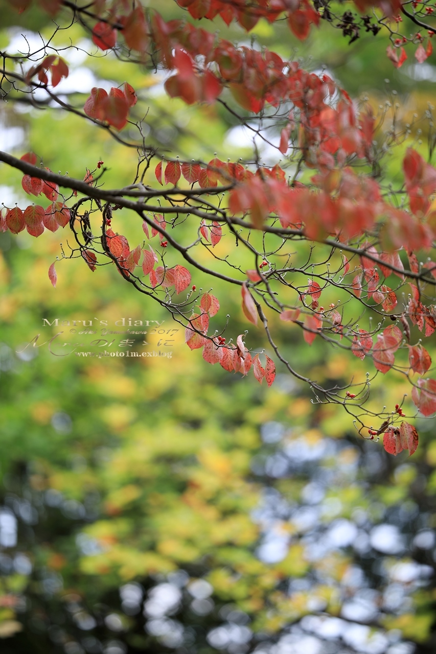 まゝに/初秋の智光山公園/機材ネタ/撮り比べ_d0342426_15072672.jpg