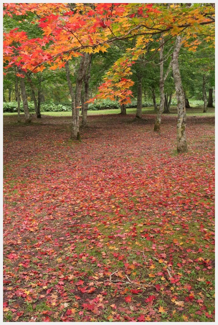 北海道大雪山系紅葉　その6_d0339929_22201412.jpg