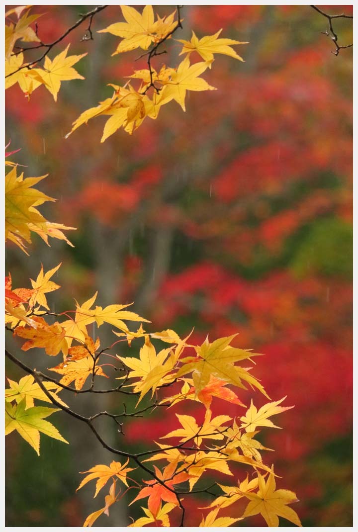 北海道大雪山系紅葉　その6_d0339929_22204018.jpg