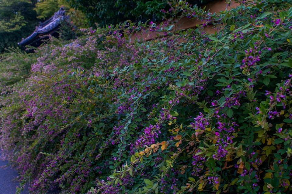e0363038_1072869.jpg