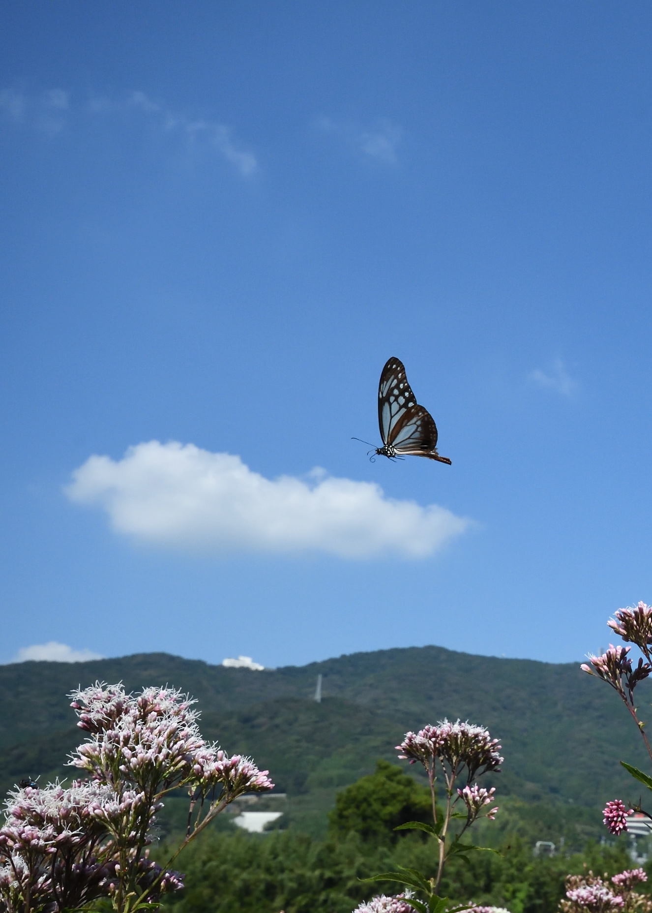 秋空にアサギマダラ_d0285540_14162401.jpg