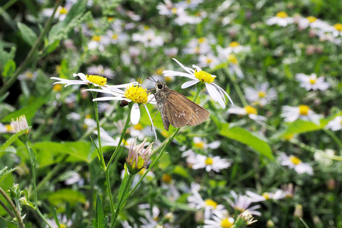 河原や土手に咲く花に蝶_d0149245_11145004.jpg