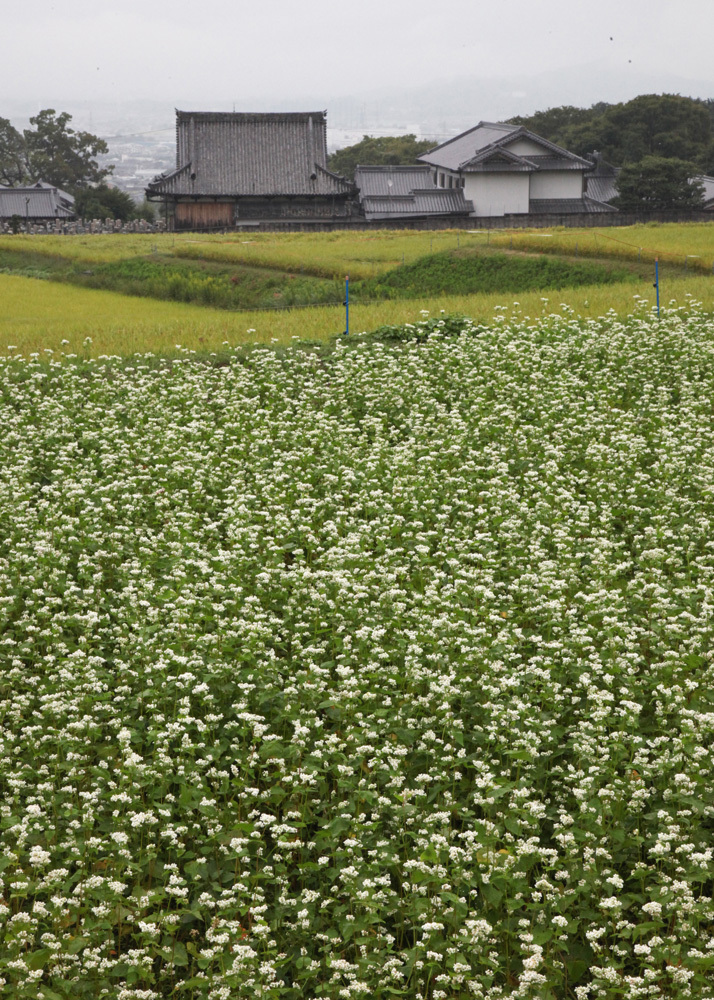 葛城市　平岡　極楽寺　蕎麦の花_c0108146_21152074.jpg