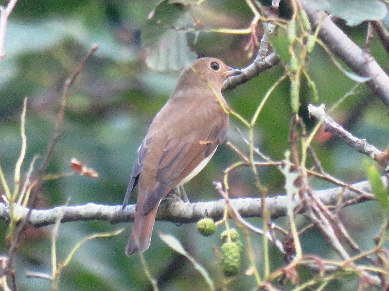 野鳥トレ　96　オオルリ若_b0227552_19205545.jpg