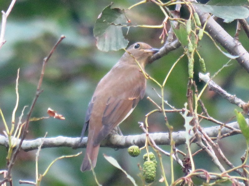 野鳥トレ　96　オオルリ若_b0227552_19210403.jpg