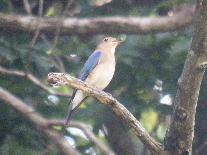 野鳥トレ　96　オオルリ若_b0227552_19212960.jpg