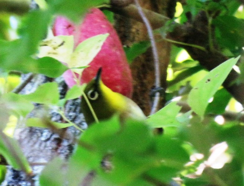 野鳥トレ　96　オオルリ若_b0227552_19220797.jpg