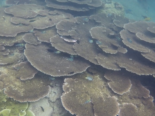 テンゴル島でのシュノーケリング−2_c0317755_18401702.jpg