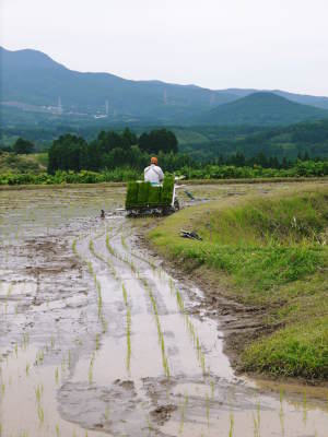 菊池水源棚田米　平成29年稲刈りの様子と水にこだわる匠の話(前編)_a0254656_19271134.jpg