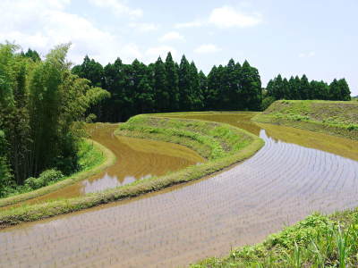 菊池水源棚田米　平成29年稲刈りの様子と水にこだわる匠の話(前編)_a0254656_19300622.jpg