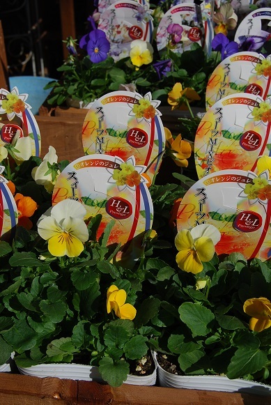 花苗入荷しました!秋の植え替えの季節ですね。_a0201358_12510218.jpg