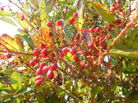 ’17,10,10(火)ブルーベリーヒルに紅葉を探しに~!_f0060461_07093624.jpg