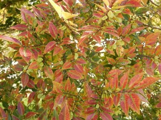 ’17,10,10(火)ブルーベリーヒルに紅葉を探しに~!_f0060461_07180957.jpg