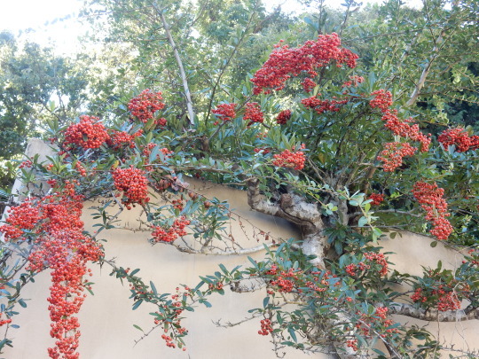 ’17,10,10(火)ブルーベリーヒルに紅葉を探しに~!_f0060461_07300070.jpg