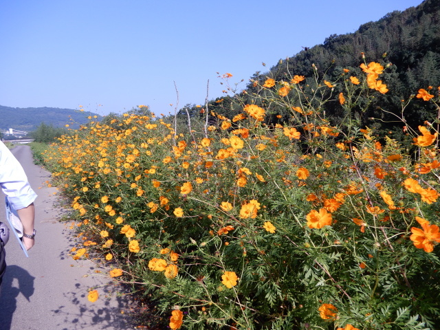 河内地区体育祭（史跡ウオーキング）_e0345868_00075302.jpg